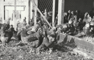 Cullerne Gardens chickens 1980 photo Findhorn Foundation