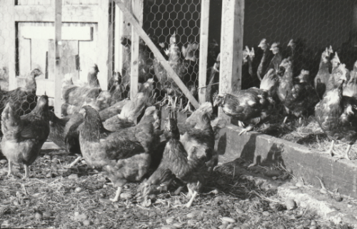 Cullerne Gardens chickens 1980 photo Findhorn Foundation