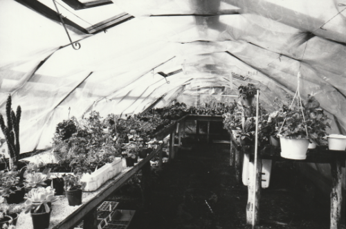 Cullerne Gardens polytunnel 1980 photo Findhorn Foundation