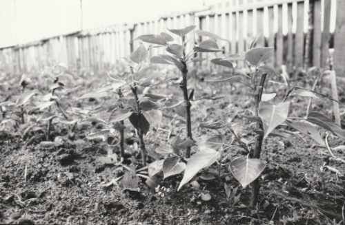 Cullerne Gardens tree programme 1980 photo Findhorn Foundation