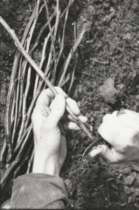 Cullerne Gardens tree propagation 1980 photo Findhorn Foundation