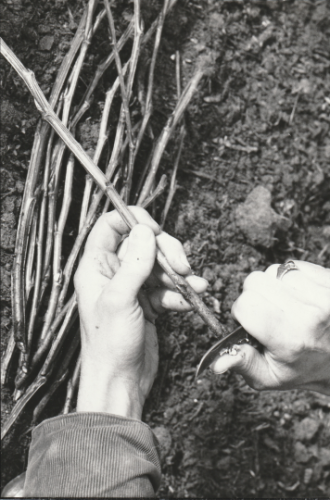 Cullerne Gardens tree propagation 1980 photo Findhorn Foundation