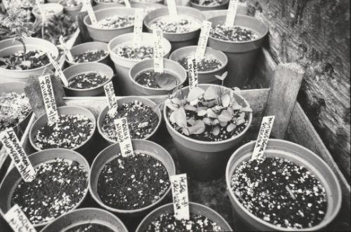 Cullerne Gardens tree propagation 1980 photo Findhorn Foundations