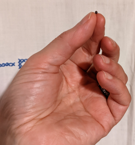 Mustard seed photo Cornelia Featherstone