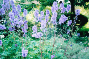 Spring photo Anniese Giuntini Worth