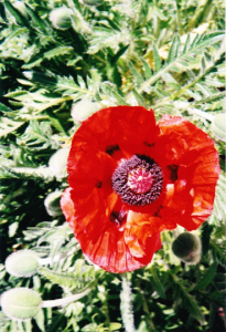 Spring photo Anniese Giuntini Worth