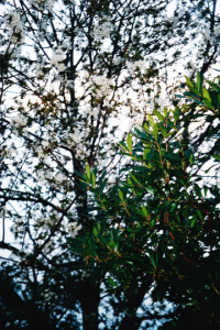 Spring photo Anniese Giuntini Worth