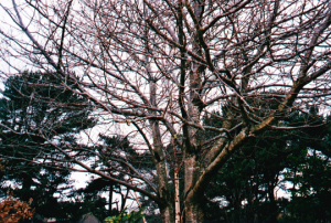 Tree photo Anniese Giuntini Worth