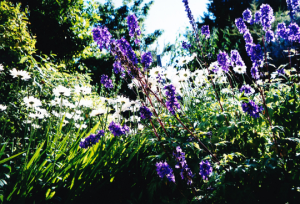 flowers photo Anniese Giuntini Worth