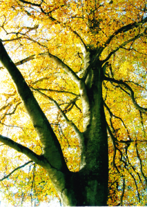 Beech tree photo Anniese Giuntini Worth