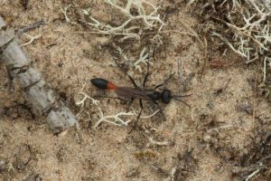 Red-banded sand wasp (Ammophila sabulosa) photo Alan Watson Featherstone