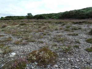 Vegetated shingle and dune heath with encroaching gorse photo Sean Reed