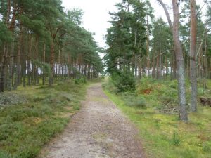 Wilkies Wood photo SeanReed