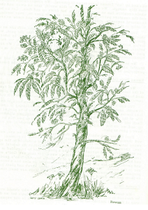 Rowan illustration by Lucy Gonin