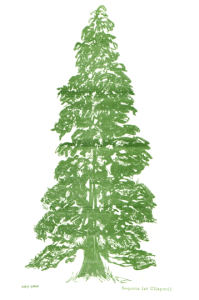 Sequoia Illustration by Lucy Gonin
