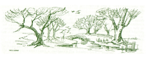 Trees Illustration by Lucy Gonin