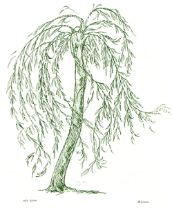Willow Illustration by Lucy Gonin
