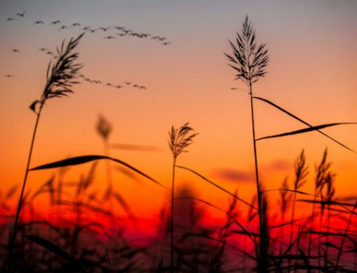 Saturday Snippets 73