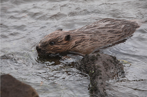 Beaver exploring its new home in the loch, just a few minutes after it was turned loose there. photo Alan Watson Featherstone