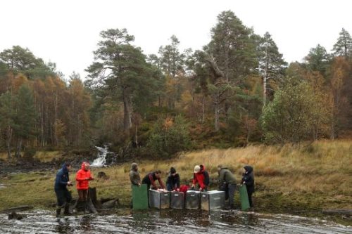 Beavers (Castor fiber) in their crates, about to be released in Loch Beinn a'Mheadhoin on 24th October 2025, Glen Affric photo Alan Watson Featherstone