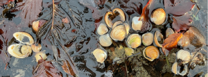 Cockles, as can be found today in Findhorn Bay photo Michael Sharpe