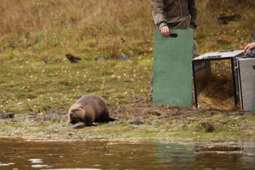 Female beaver (Castor fiber) being released on 24th October 2025 into Loch Beinn a'Mheadhoin, Glen Affric photo Alan Watson Featherstone