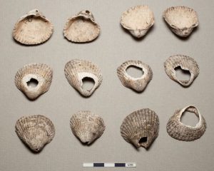 Illus 14 photo Michael Sharpe