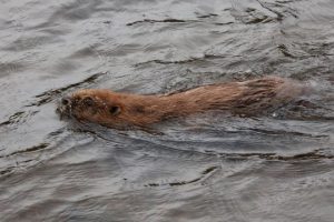 Newly released beaver (Castor fiber) swimming in Loch Beinn a'Mheadhoin on 24th October 2025, Glen Affric 2 photo Alan Watson Featherstone