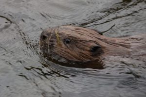 Newly released beaver (Castor fiber) swimming in Loch Beinn a'Mheadhoin on 24th October 2025, Glen Affric photo Alan Watson Featherstone