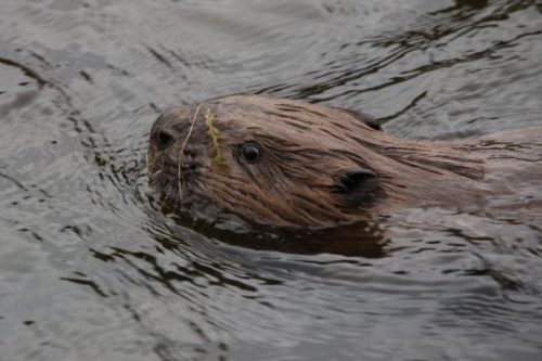 Newly released beaver (Castor fiber) swimming in Loch Beinn a'Mheadhoin on 24th October 2025, Glen Affric photo Alan Watson Featherstone