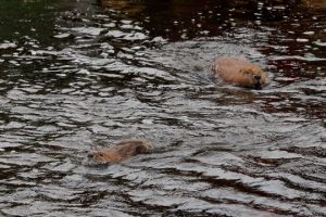 Newly released beavers (Castor fiber) swimming in Loch Beinn a'Mheadhoin on 24th October 2025, Glen Affric photo Alan Watson Featherstone