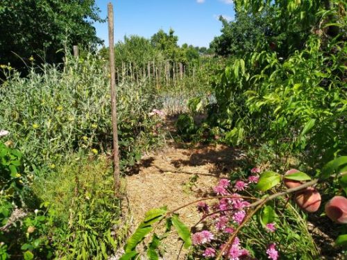 permaculture garden 2 photo Dominique Remi
