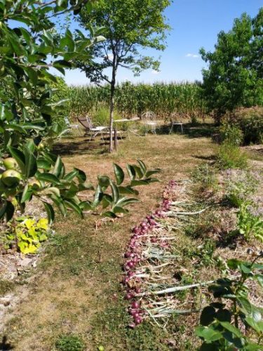 permaculture garden 3 photo Dominique Remi