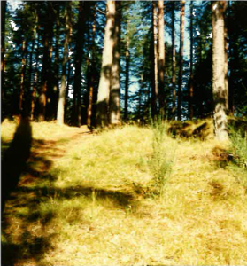 forest photo Maria Körner