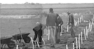 Greening the Earth Article in Tree Chronicle - Planting the shelter belt