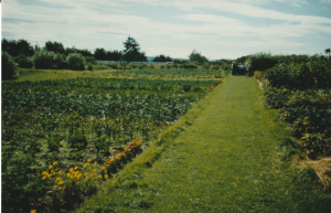 Cullerne Garden fields around 1990 photo Judith Bone