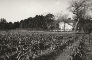 Cullerne House and Gardens 1980 photo Findhorn Foundation