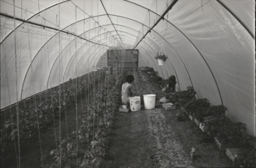 Cullerne Poly Tunnel 1980 photo Findhorn Foundation