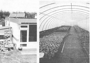Cullerne polytunnel