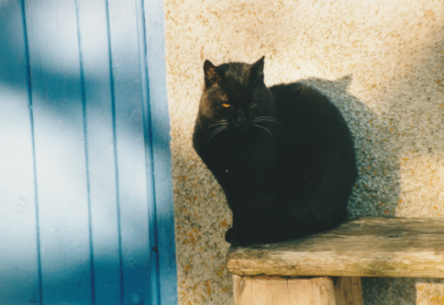 Cullerne cat Norman photo Lynn Barton