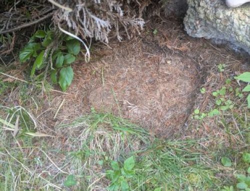 Missing Stone – a personal quest