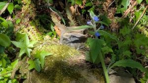 Robin Original Garden photo Lydia Pappas
