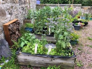 St Leonard's grow boxes photo Romany Buck
